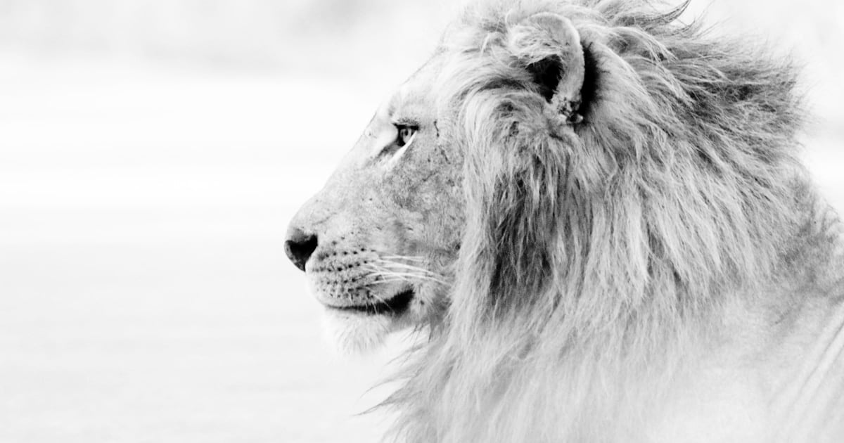 Ben Gibbons 48 Drafting in cycling - group of road cyclists riding in a paceline formation